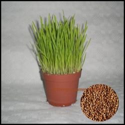 Katzengras Samen (Triticum aestivum) 1 Kg